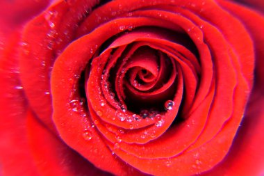 Kırmızı ya da kırmızı gül çiçeği, çiğ tanecikli su damlaları yumuşak yaprakların üzerine düşer.