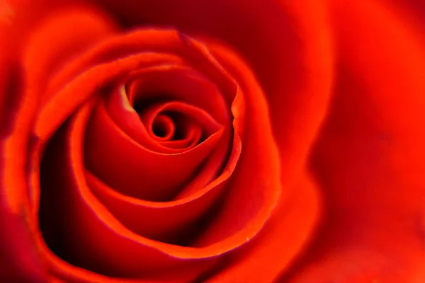 Flor Rosa Roja Escarlata Con Delicados Pétalos Tiernos — Foto de Stock