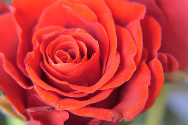 Röd Eller Scharlakansröd Rosenblomma Med Ömtåliga Mjuka Kronblad — Stockfoto