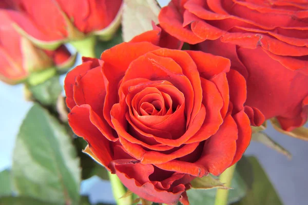 Červená Nebo Šarlatově Kvetoucí Růže Jemnými Jemnými Okvětními Lístky — Stock fotografie
