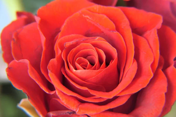 Κόκκινο Κόκκινο Ανθισμένο Τριαντάφυλλο Λουλούδι Λεπτή Τρυφερά Πέταλα — Φωτογραφία Αρχείου