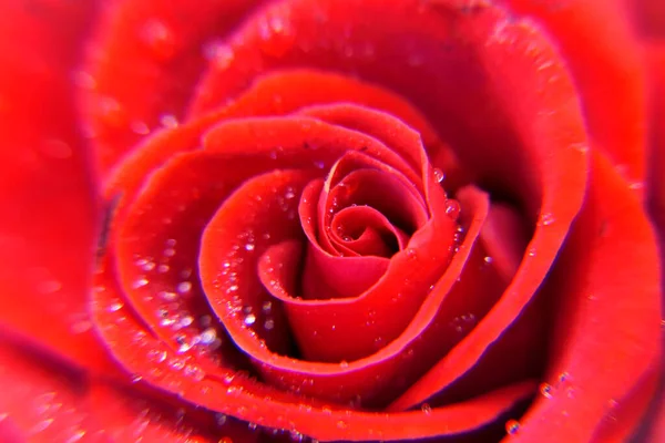 Fleur Rose Rouge Écarlate Avec Gouttes Eau Rosée Sur Les — Photo