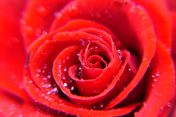 Κόκκινο Κόκκινο Άνθος Τριαντάφυλλο Λουλούδι Δροσιά Σταγόνες Νερό Τρυφερά Πέταλα — Φωτογραφία Αρχείου