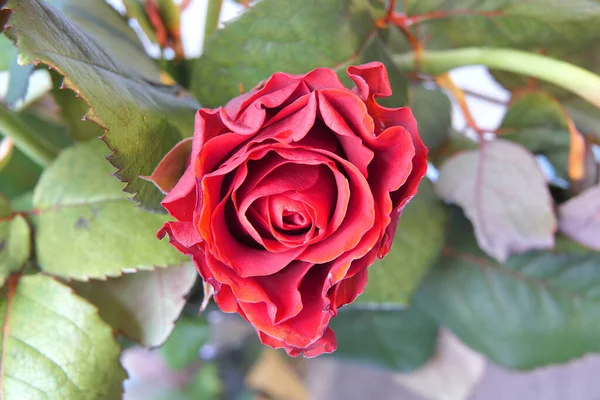 Červená Nebo Šarlatově Kvetoucí Růže Jemnými Jemnými Okvětními Lístky — Stock fotografie
