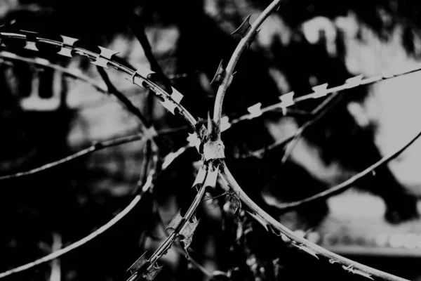 Barbed Wire Weaved Circles — Stock Photo, Image