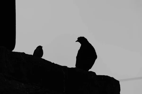 Evin Çatısında Arkadaşlar Gibi Bir Serçe Bir Güvercin Var — Stok fotoğraf