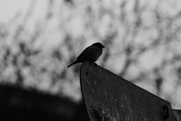 Rand Der Hauswand Sitzt Ein Hübscher Spatz — Stockfoto