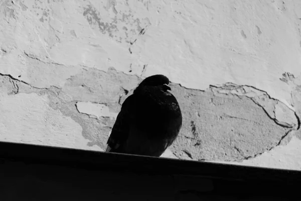 Drôle Pigeon Est Assis Près Vieux Mur Minable — Photo