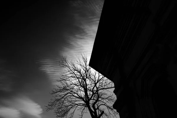 Árvore Inverno Fundo Nuvem Cirrus — Fotografia de Stock