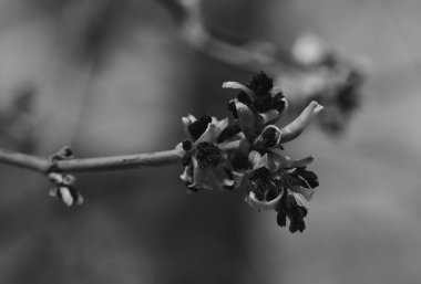Üzerinde tomurcuklar olan bir ağaç dalı..