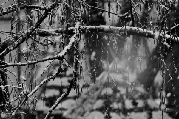 Sneeuw Bedekte Takken Zijn Voor Betegelde Daken Zijn Achter — Stockfoto