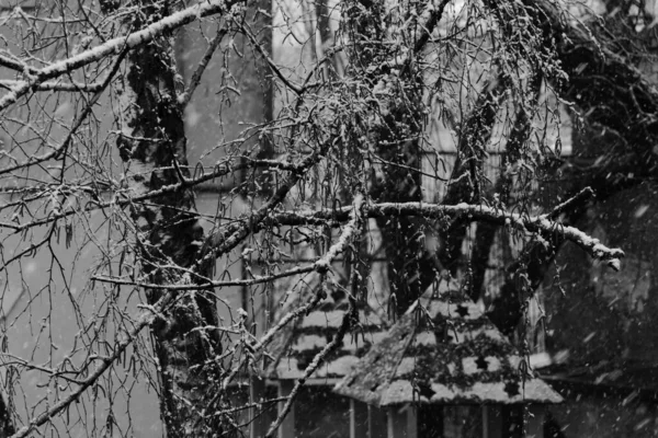 Através Dos Ramos Nevados Telhados Visíveis Cidade Das Crianças — Fotografia de Stock