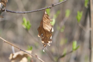Geçen yıldan beri, dalda sarı bir yaprak kaldı ve şimdiden yeni broşürler gelmeye başladı..
