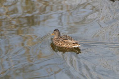 Benekli kahverengi sırtlı sevimli bir yaban ördeği..