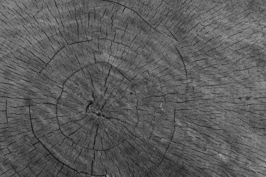 Kocaman bir akçaağaç halkasıyla dilimle..