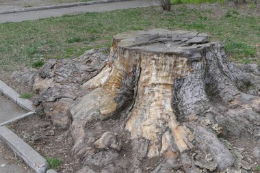Eskiden kocaman, güçlü bir şehir ağacıydı..