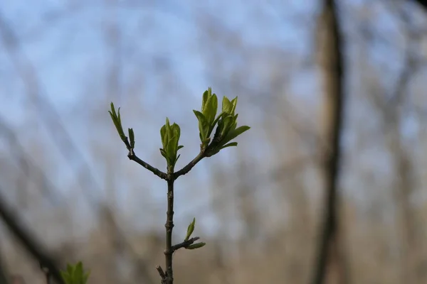 Tegen Achtergrond Van Het Bos Een Grappige Tak Met Takken — Stockfoto