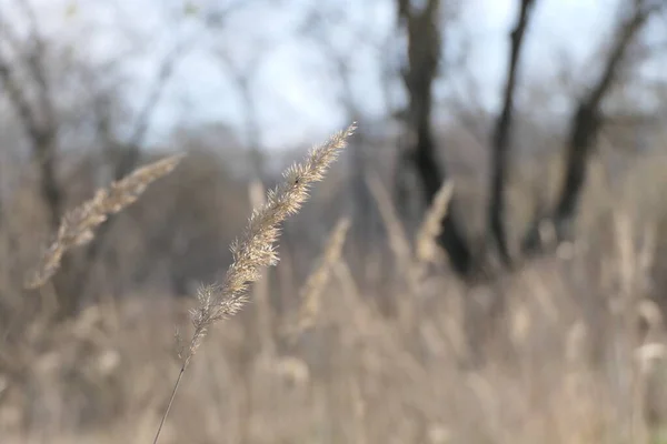 Tall Dried Blades Grass Sway Wind Winter — Stock Photo, Image