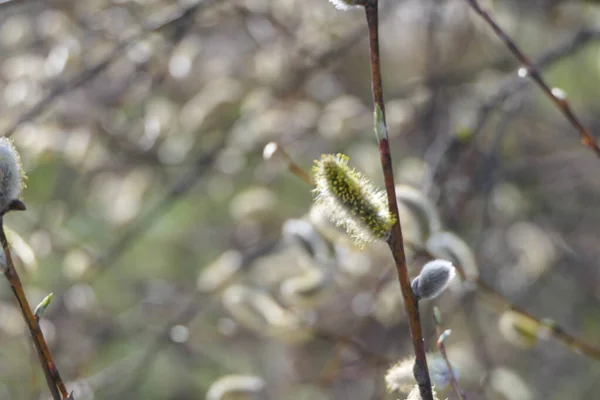 Die Weide Hat Süße Und Flauschige Knospen — Stockfoto