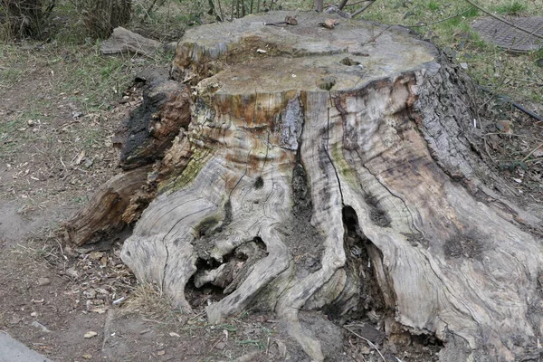 Efter Att Det Var Ett Mäktigt Träd Bara Rutten Stubbe — Stockfoto