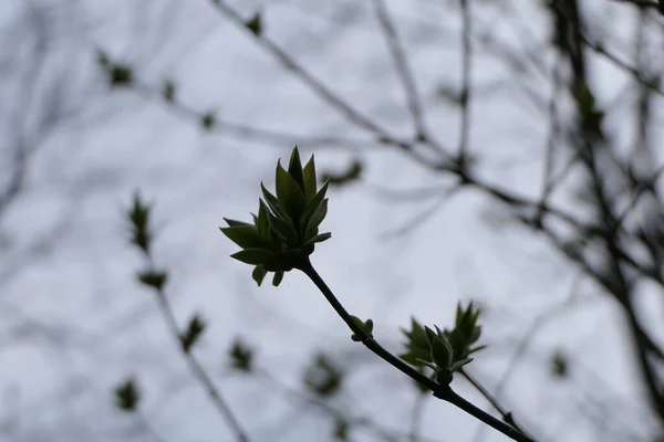 Безоблачном Небе Маленькие Красивые Листья — стоковое фото