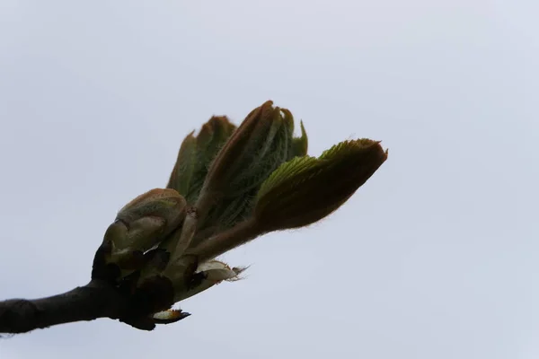 Folhas Concurso Inigualáveis Que Estão Apenas Começando Florescer — Fotografia de Stock