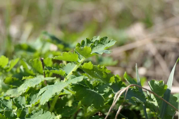 Une Lame Sèche Herbe Pliée Sur Les Buissons Verts — Photo