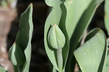 Çayırın arka planında, büyük yapraklar ve açıklanmayan bir lalenin küçük bir başı görülebilir..