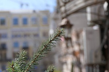 Küçük kahverengi kozalaklı bir ladin dalının dört ucu.