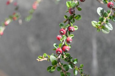  Genç, küçük ve geniş yeşil yaprakları ve kırmızı yuvarlak meyveleri olan ince kıvırcık dallar.. 