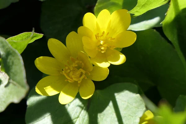 Zöld Levelek Között Van Két Élénk Sárga Virág Ugyanolyan Színű — Stock Fotó