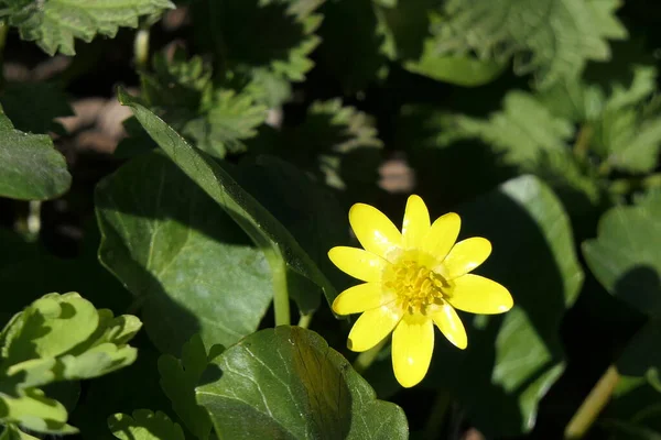 Une Fleur Naturelle Avec Nombreuses Étamines Ouvertes Pour Rencontrer Soleil — Photo