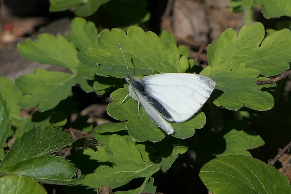 Mariposa Blanca Como Nieve Con Manchas Grises Rayas Roscadas Las — Foto de Stock