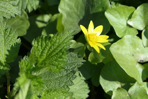 Egy Finom Miniatűr Természetes Sárga Virág Területen Körülvéve Nagy Széles — Stock Fotó