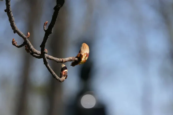 Sullo Sfondo Del Cielo Altra Vegetazione Del Parco Paio Rami — Foto Stock