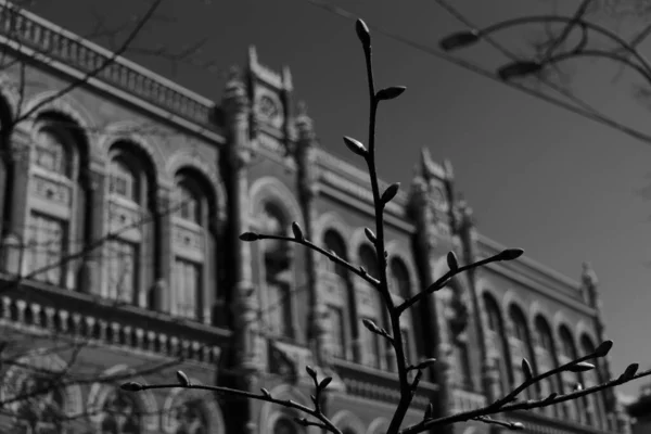 Contra Pano Fundo Uma Obra Prima Arquitetônica Galho Árvore Com — Fotografia de Stock