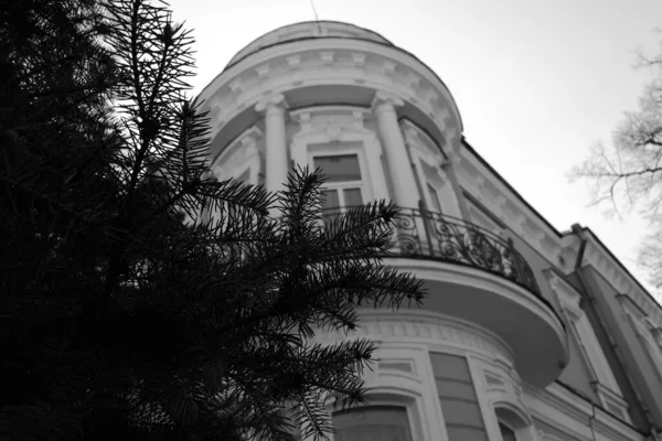 Ramos Grossos Jovem Abeto Verde Cobrem Vista Casa — Fotografia de Stock