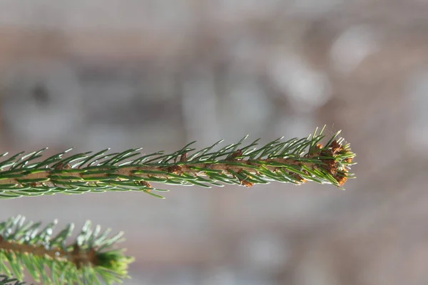 Ucunda Küçük Kahverengi Koniler Olan Bir Çift Yeşil Ladin — Stok fotoğraf