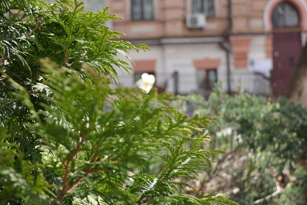 Frente Vieja Casa Rosa Con Estuco Blanco Jardín Flores Con — Foto de Stock