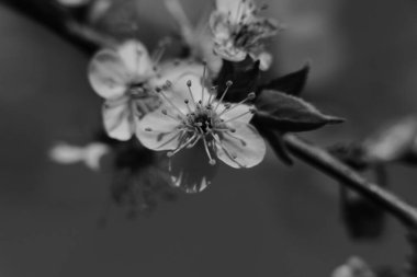 İnce bir dalda üç tane harika kiraz çiçeği vardır. Ortası koyu renklidir ve uzun erkek organları nadir yapraklarla çevrilidir..