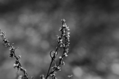 Çayır otları ve diğer 