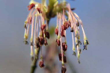 Bulutsuz bir gökyüzünde, mistik bir görüntü uzun ve kıllı dokunaçları olan dev bir uzaylı canavardır..