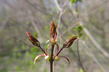 Üç çiçek açmayan yeşil yaprak, pembe renkli, ince bir daldan büyümüş, baharın ortasında..