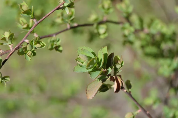 Claro Parque Las Hojas Intriga Más Como Una Flor Una — Foto de Stock