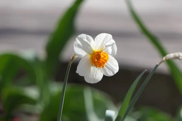 Vita Blommor Med Gul Mitt Nga Blad Tunna Ben — Stockfoto