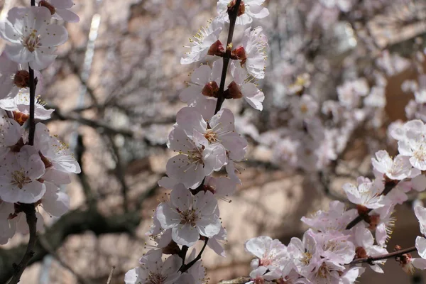 近くの枝には薄桃色の桃の花があります — ストック写真