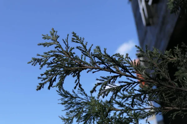 Eski Evin Köşesinde Aydınlık Bir Bulutla Aydınlık Gökyüzüne Karşı Thuja — Stok fotoğraf