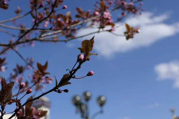Against the blue sky with clouds and decorative lanterns, - Magnolia flowers.