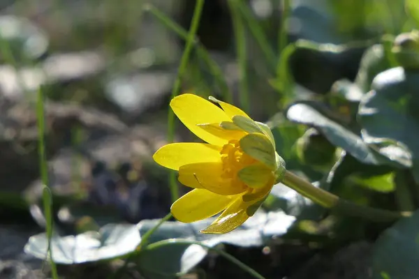 Uma Doce Tenra Flor Amarela Florescente Correndo Para Sol — Fotografia de Stock