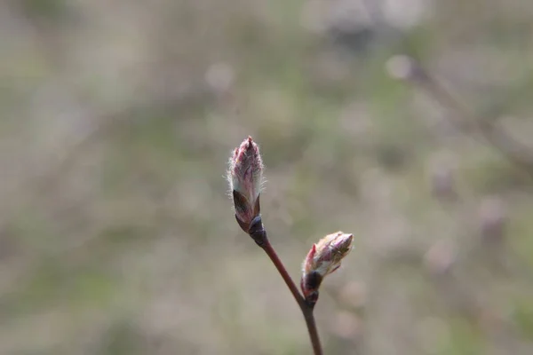 Tegen Achtergrond Van Weidegras Twee Grappige Tedere Bladeren Een Tak — Stockfoto